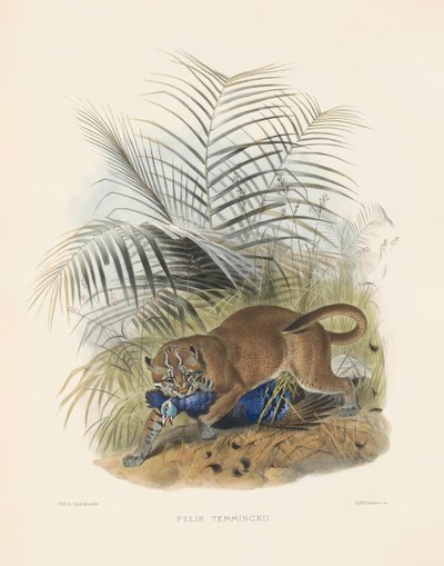 Aasian kultakissa (Felis temminckii) tekijältä Joseph Wolf