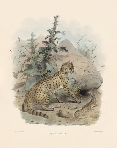 Aasialainen villikissa (Felis ornata) tekijältä Joseph Wolf