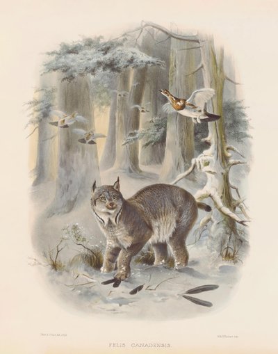 Kanadan ilves (Felis canadensis) tekijältä Joseph Wolf
