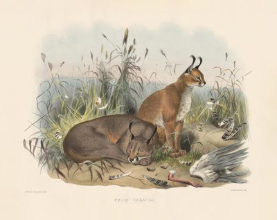 karakaali (Felis caracal) tekijältä Joseph Wolf