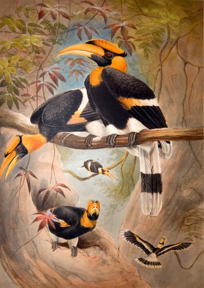 Kovera kotelo Hornbill, 1861 tekijältä Joseph Wolf