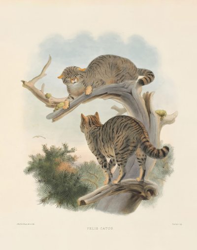 Euroopan villikissa (Felis catus) tekijältä Joseph Wolf