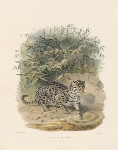 Kalastajakissa (Felis viverrina) tekijältä Joseph Wolf