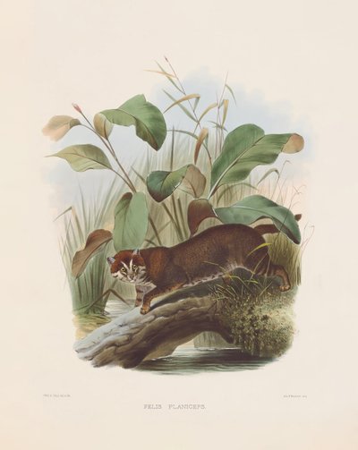 Litteäpäinen kissa (Felis planiceps) tekijältä Joseph Wolf