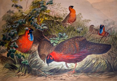 Sarvipäinen Tragopan, 1861 tekijältä Joseph Wolf