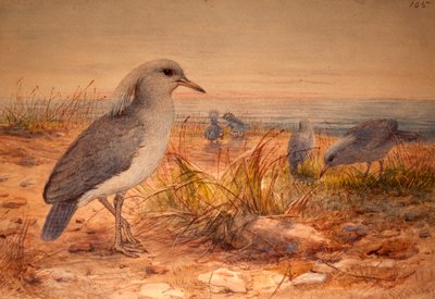 Kagu (Rhinochetus jubatus), n.1851-76 (wc ja kynä paperilla) tekijältä Joseph Wolf