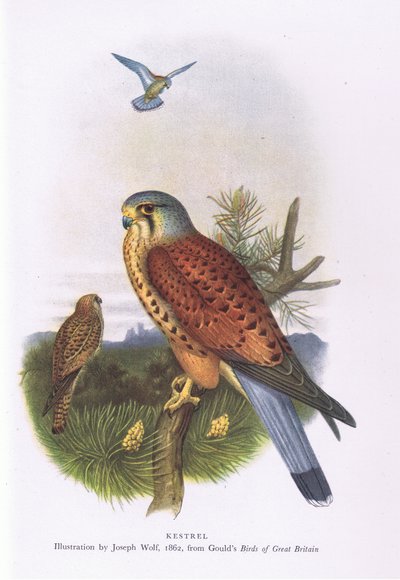 Kestrel, Nature in Britain julkaissut Collins, 1946. tekijältä Joseph Wolf