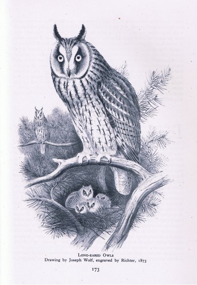 Pitkäkorvainen pöllö, Nature in Britain, julkaissut Collins, 1946. tekijältä Joseph Wolf