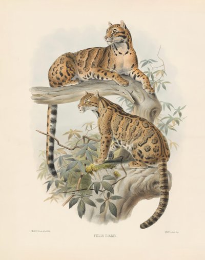 Marmoroitu kissa (Felis diardi) tekijältä Joseph Wolf
