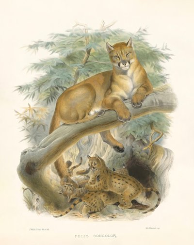 Puuma (Felis concolor) tekijältä Joseph Wolf