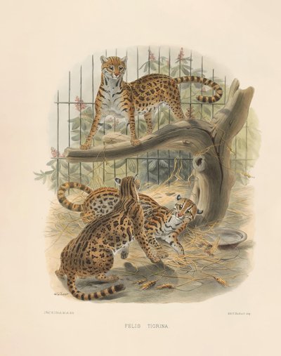 Ocelot (Felis tigrina) tekijältä Joseph Wolf