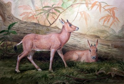 Scimitar Horned Oryx vasikat, n. 1850 tekijältä Joseph Wolf