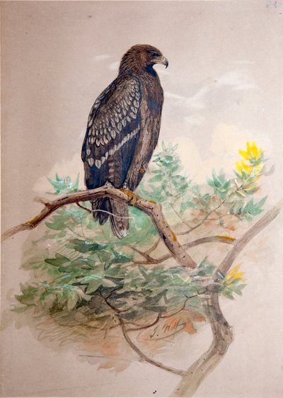Kirkkokotka (Aquila clanga), 1856-67 tekijältä Joseph Wolf