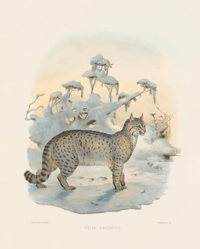 Steppi-ilves (Felis caudatus) tekijältä Joseph Wolf