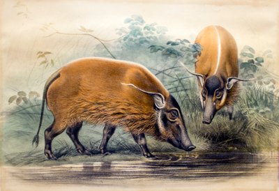 Punajoen Hog, 1865 tekijältä Joseph Wolf