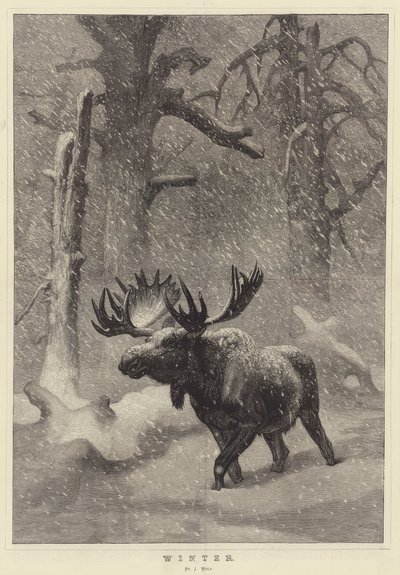 Talvi tekijältä Joseph Wolf
