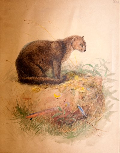 Yagurundi-kissa, 1851-69 tekijältä Joseph Wolf