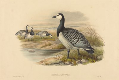 Valkoinen hanhi (Bernicla Leucopsis) tekijältä Joseph Wolf and H.C. Richter