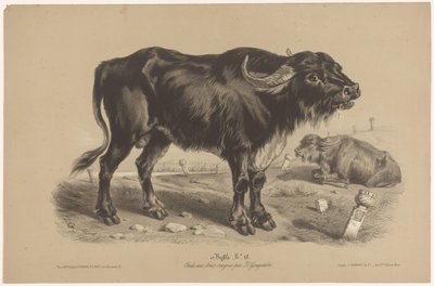 Buffalo Buffalo (otsikko esineessä) Dierenstudies in twee soorten krijt (sarjan nimi) Z. Gengembren tutkimus kahdella kynällä (sarjan nimi) tekijältä Joseph Zephyris Gengembre