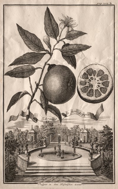 Nurnbergische Hesperides: Double Aranzo de fior, 1714. tekijältä Joseph de Montalegre