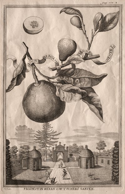 Nurnbergische Hesperides: Limon bergamot personzin gientile tekijältä Joseph de Montalegre