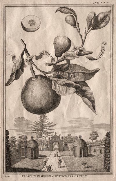 Nurnbergische Hesperides: Limon bergamot personzin gientile, 1714. tekijältä Joseph de Montalegre