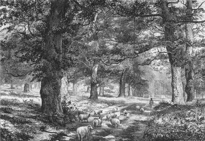 Sherwood Forestissa vuonna 1875. tekijältä Josiah Wood Whymper