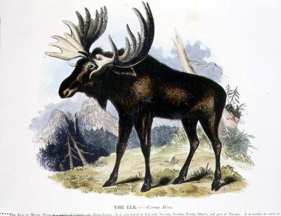 Hirvi (Cervus alces) opetuskuvituspubi. Kristillisen tiedon edistämisyhdistyksen toimesta tekijältä Josiah Wood Whymper