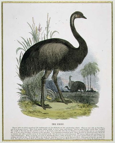 Emu, opettavainen kuvituspubi. Kristillisen tiedon edistämisyhdistyksen toimesta tekijältä Josiah Wood Whymper