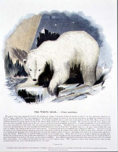 Valkoinen karhu (Ursus maritimus) koulutuskuvituspubi. Kristillisen tiedon edistämisyhdistyksen toimesta tekijältä Josiah Wood Whymper