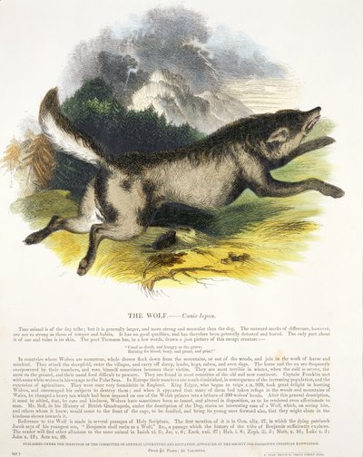 Wolf (Canis lupus) opetuskuvituspubi. Kristillisen tiedon edistämisyhdistys, 1843 (akvatinta) tekijältä Josiah Wood Whymper