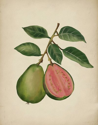 Tuore guava -kasvi tekijältä Josie George