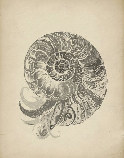 Monimutkainen nautilus-kierre tekijältä Josie George