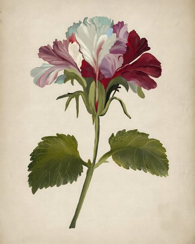Värikäs pelargoniakukka tekijältä Josie George