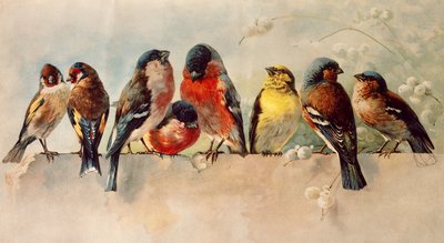 Linnut tekijältä Josse Photo