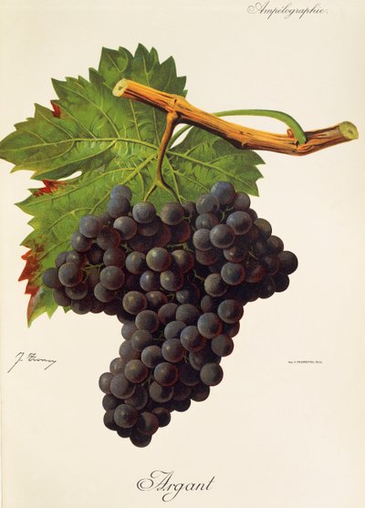 Argant grape, J. Troncy tekijältä Jules Troncy