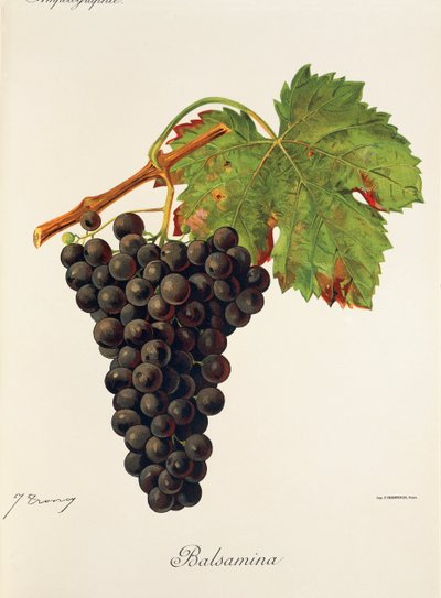 Balsamina-rypäle, J. Troncy tekijältä Jules Troncy