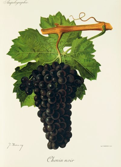 Chenin Noir -rypäle, kirjoittanut J. Troncy tekijältä Jules Troncy
