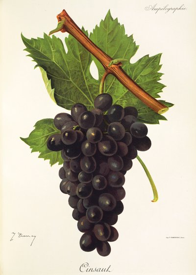 Cinsaut-rypäle, kirjoittanut J. Troncy tekijältä Jules Troncy