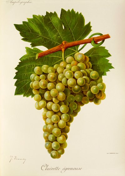 Clairette Egreneuse -rypäle, kirjoittanut J. Troncy tekijältä Jules Troncy