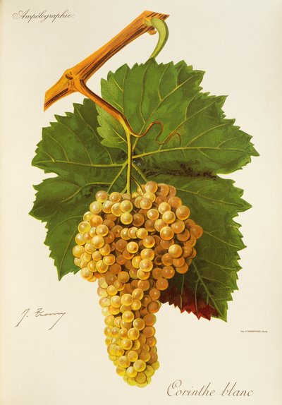 Corinthe White grape, J. Troncy tekijältä Jules Troncy