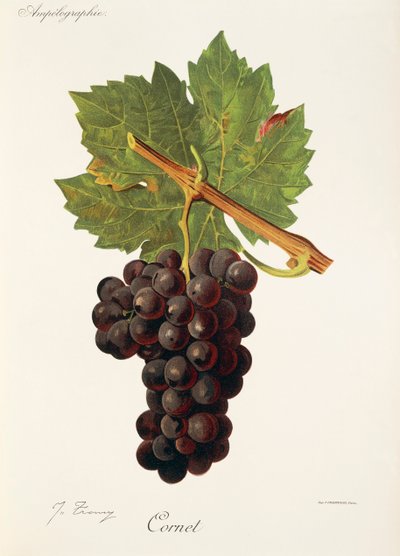 Cornet grape, J. Troncy tekijältä Jules Troncy