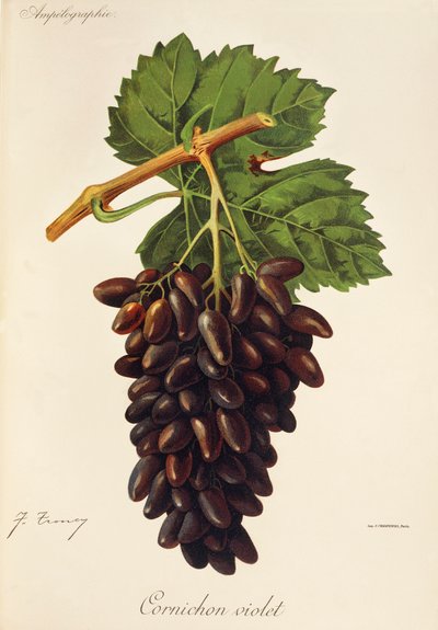 Cornichon Violet -rypäle, kirjoittanut J. Troncy tekijältä Jules Troncy