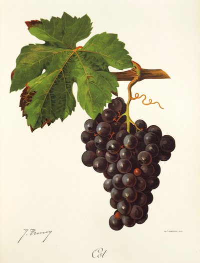 Cot grape, J. Troncy tekijältä Jules Troncy