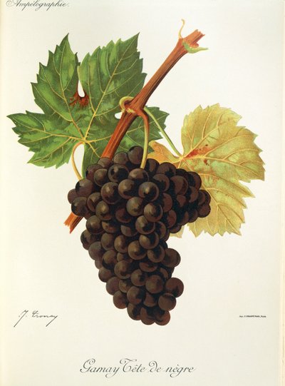 Gamay Tete de Negre -rypäle, kirjoittanut J. Troncy tekijältä Jules Troncy