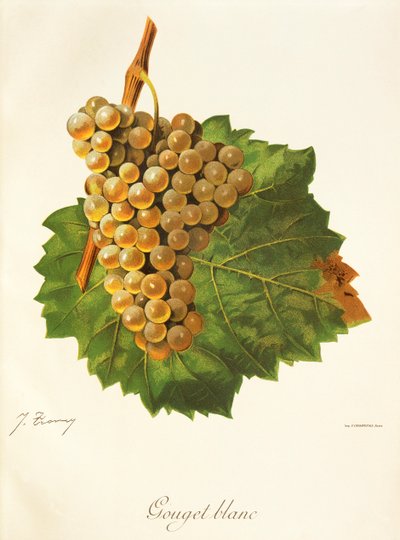 J. Troncy Gouget Blanc -rypäle tekijältä Jules Troncy