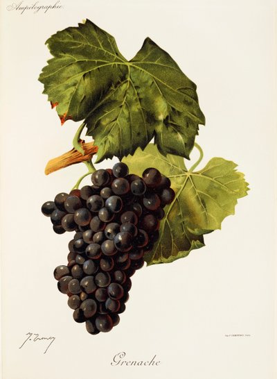 Grenache-rypäle, kirjoittanut J. Troncy tekijältä Jules Troncy