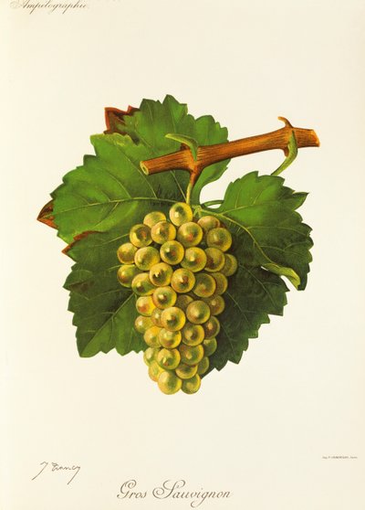 Gros Sauvignon -rypäle, kirjoittanut J. Troncy tekijältä Jules Troncy