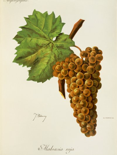 Malvasia Roja -rypäle, J. Troncy tekijältä Jules Troncy