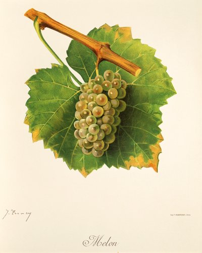 Melonirypäle, kirjoittanut J. Troncy tekijältä Jules Troncy
